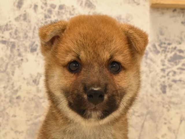 東京都の柴犬(標準サイズ) (ペッツワン町田多摩境店/2024年7月14日生まれ/男の子/赤)の子犬